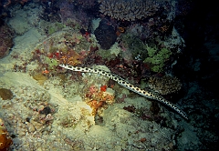 IMG_0818rf_Maldives_Madoogali_Plongee 7_House reef_Anguille serpent macule_Myrichthys maculosus